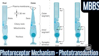 Photoreceptor Mechanism Phototransduction mbbs neetpg medicine next physiology [upl. by Walling611]