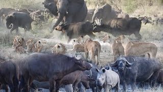 LIONS bring down BUFFALO 4 of BIG 5 in 1 sighting Awesome interaction 🦁🐃🐘🦏 [upl. by Nnylirej529]