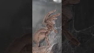 Australian tarantula selenotypus Banana Hanging out Thanks for watching Subscribe for more [upl. by Harrad]