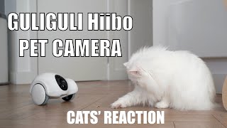 Cats reaction to Hiibo  Smart Companion Robot for pets from GULIGULI [upl. by Llirret]