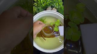 Releasing female fish 😍 shorts breeding bettafish [upl. by Hgielrebma]