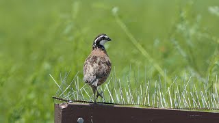 Bobwhite Quail sings and flies away [upl. by Burwell]