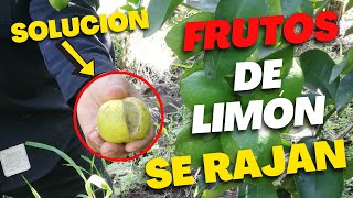 Aplica ESTO Si se RAJAN los FRUTOS de LIMÓN  Porque se AGRIETAN los Frutos de CÍTRICOS [upl. by Jacobba]