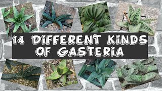 14 Different Kinds Of Gasteria [upl. by Lolanthe]