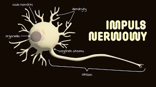 Impuls nerwowy  Impuls nerwowy przebieg Przewodzenie impulsu nerwowego  Układ nerwowy [upl. by Yank]