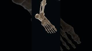 3D view of foot bone [upl. by Eyllek118]