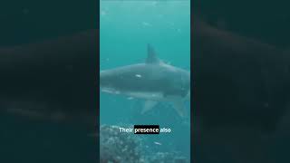 The Mighty Great White Shark Oceans Apex PredatorSharkFacts [upl. by Noel]