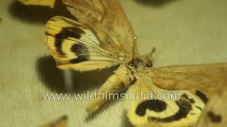 Rare collection of Emperor Moths  India [upl. by Yruam]