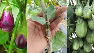 new method of brinjal grafting brinjalgrafting plant grafting flowers [upl. by Whiffen]