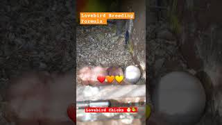 Lovebird breeding Formula ❤🧡💛 shortsfeed shorts youtubeshorts breedingformula lovebird birds [upl. by Finer]