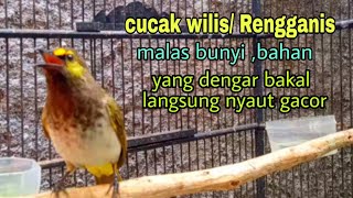 Pancingan cucak Wilis memanggil teman  pancingan rengganis [upl. by Elmore33]