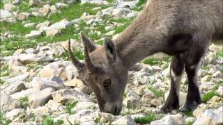 Bouquetins des Alpes [upl. by Mike]