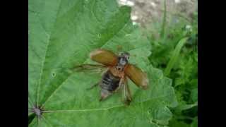 Melolontha melolontha  Feldmaikäfer  Cockchafer [upl. by Snahc257]