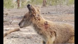 Crows removing ticks part 2 of 5 [upl. by Xerxes]