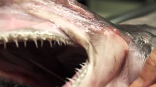 Goblin Shark [upl. by Hagep]