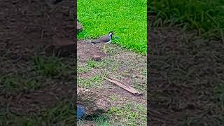 redwattled lapwing🐦🐦❤️ srilankan kirala bird seen in open areas a beautiful bird🐦🐦❤️ [upl. by Sherburne626]