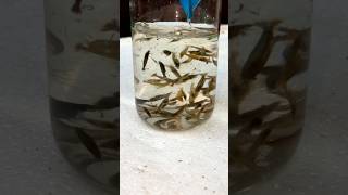 Amazing Wild Shrimps Successful Breeding and SALE❤️🥳fish shrimps fishing fishingvideo shorts [upl. by Sakmar]