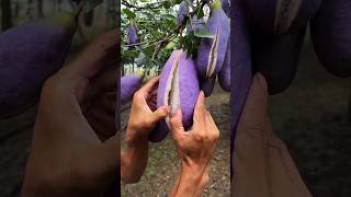 Chinas New Fruit Looks Just Like Brinjal shortsvideo [upl. by Salbu]