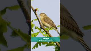 The Chiffchaff in late Spring sings at sunrise  UK Birds [upl. by Idoj]