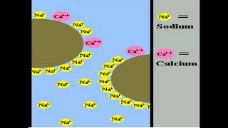 ion exchange adsorption process [upl. by Nich]