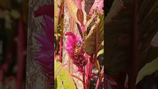 Honeybee Pollen Collection Nectar Robbing Cockscomb insects flowers nature shorts [upl. by Airla566]