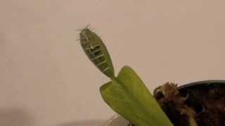 BUG EATING PLANT Venus Fly Trap [upl. by Anirbas886]