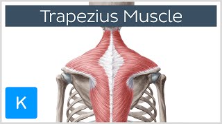 Trapezius Muscle  Origin Insertion Actions  Human Anatomy  Kenhub [upl. by Malinowski]