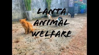 Thailand 2017  Tag 11  Besuch des Lanta Animal Welfare Rescue Center  Koh Lanta  Vlog 11 [upl. by Hyacinthe]