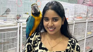 I’m at Chennai pets corner Ashok Nagar 🦜🦜🦚  christinarochelle [upl. by Adnam233]