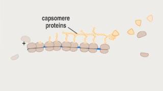 04 3 Biosynthesis P ssRNA [upl. by Secilu]