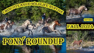 Fall 2024 Chincoteague Pony Roundup [upl. by Knah]