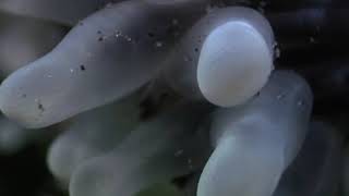 Cnidarians  Anemones Fight [upl. by Noryak274]