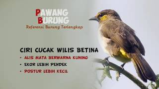 CIRI BURUNG CUCAK WILIS JANTAN amp BETINA [upl. by Kristo]