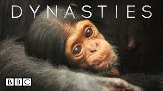 BBC America Dynasties chimpanzees  Episode 1  The Ruler [upl. by Wilden]