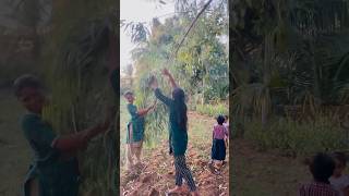 Eucalyptus leaves kidachiruchu shortvideo manuwithkowc shorts short video videos viralvideo [upl. by Leelah]