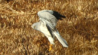 Male Hen Harrier Sky dance [upl. by Kalman825]