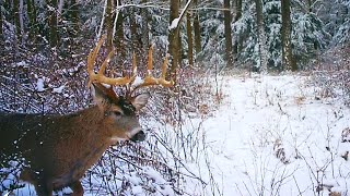 Flintlock Rifle Deer Hunting 2024  Bucks In The Snow  The Big Buck On Trail Camera Pennsylvania [upl. by Herman]