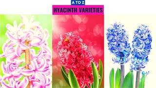 Hyacinth Varieties A to Z [upl. by Diet]