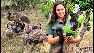 O CRIATÓRIO DE AVES EXÓTICAS DA YASMIN [upl. by Thorn]