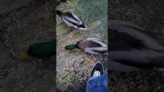 Mallards at the Quey Newport Isle of Wight [upl. by Namor924]