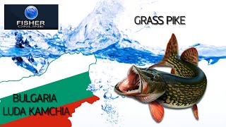 FISHER ONLINE Bulgaria Luda Kamchia Grass pike Trophy [upl. by Ogren]