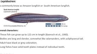 Dipnoi general characters and evolutionary significance [upl. by Specht]