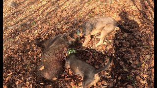 Driving hunt wild boar  pogonski lov na divlje svinje [upl. by Elleirad]