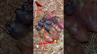 Gouldian Finch Chicks in Nest  5 days old  Bird Sounds bird birds finch [upl. by Noyr428]