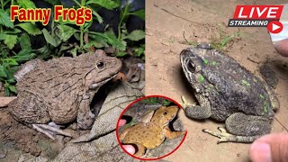 🐸Boing boing catching froggy funny  wep wep catch frogs make you laugh fannyvideo frog shorts p6 [upl. by Rachelle]