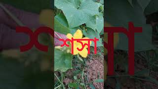 শসাCucumis sativusFamilyCucurbitaceae plants botanical শসা Cucumis sativus lifecraftiqbal [upl. by Alyworth]