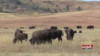 Custer State Park gears up for 57th annual Buffalo Roundup [upl. by Waki]