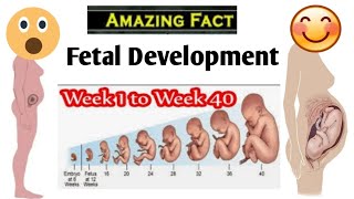 Fetal Development 2 Weeks to 40 Weeks Fertilization Implantation Gods Grace [upl. by Horsey]