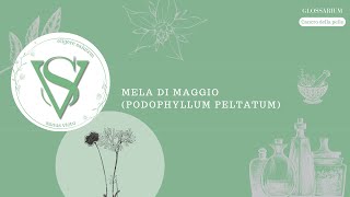 Mela di Maggio Podophyllum Peltatum [upl. by Alcus161]