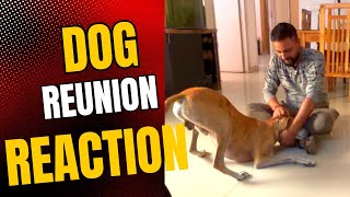 Dog reunion reaction after 10 days  Emotional story [upl. by Calderon353]